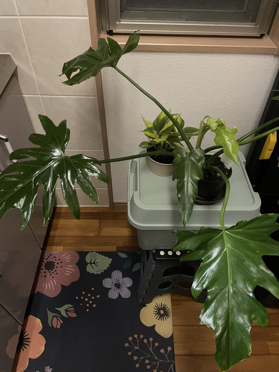 フラワー🧚🏻‍♀️ (@kIXzMvXyYre1Dp6) / Posts / X