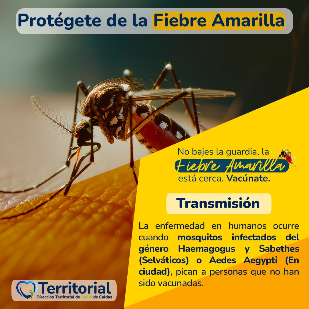¡La fiebre amarilla no avisa, pero sí se puede prevenir! 💛🦟

No bajes la guardia: Si no estás vacunado, el riesgo es real tanto en zona rural como en la ciudad.

👉 Vacunarte es un acto de cuidado contigo y con los demás.

<a href="/MinSaludCol/">MinSalud Colombia 🇨🇴</a> <a href="/GoberCaldas/">Gobernación de Caldas</a> <a href="/Supersalud/">Supersalud</a>