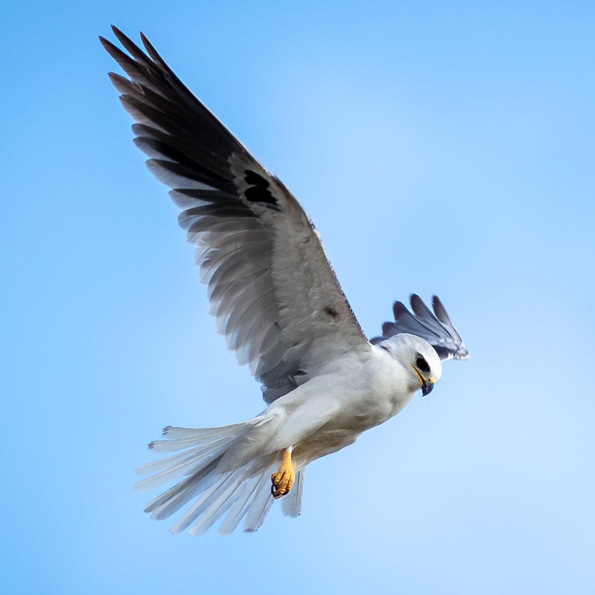marcodiazfoto's tweet photo. Milano Cola Blanca (Elanus leucurus ) es una elegante ave rapaz reconocida por su plumaje gris, alas largas y su increíble habilidad para quedarse suspendida en el aire mientras busca presas.
#ElanusLeucurus
#MilanoColiblanco
#AvesdeCostarica
#AvesRapaces
#Birdwatching https://t.co/dWTlOZnH21