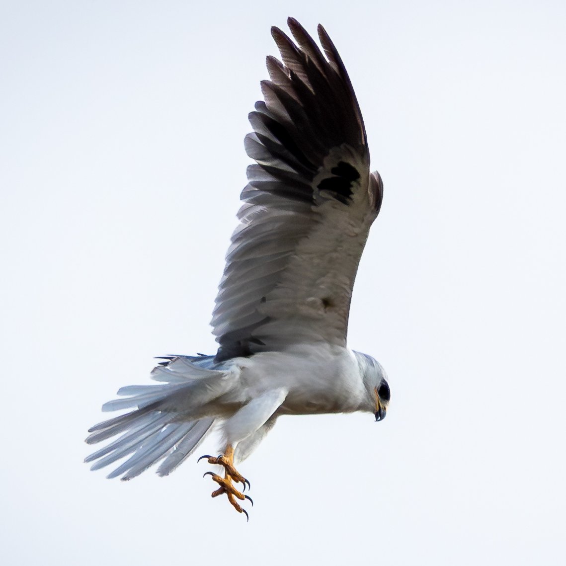 marcodiazfoto's tweet photo. Milano Cola Blanca (Elanus leucurus ) es una elegante ave rapaz reconocida por su plumaje gris, alas largas y su increíble habilidad para quedarse suspendida en el aire mientras busca presas.
#ElanusLeucurus
#MilanoColiblanco
#AvesdeCostarica
#AvesRapaces
#Birdwatching https://t.co/dWTlOZnH21