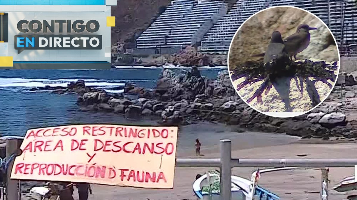 #ContigoEnDirectoCHV | Balneario genera disputa en Viña del Mar: Estaría poniendo en riesgo zona de conservación

Los detalles aquí 👉 tinyurl.com/bdfnv7pv