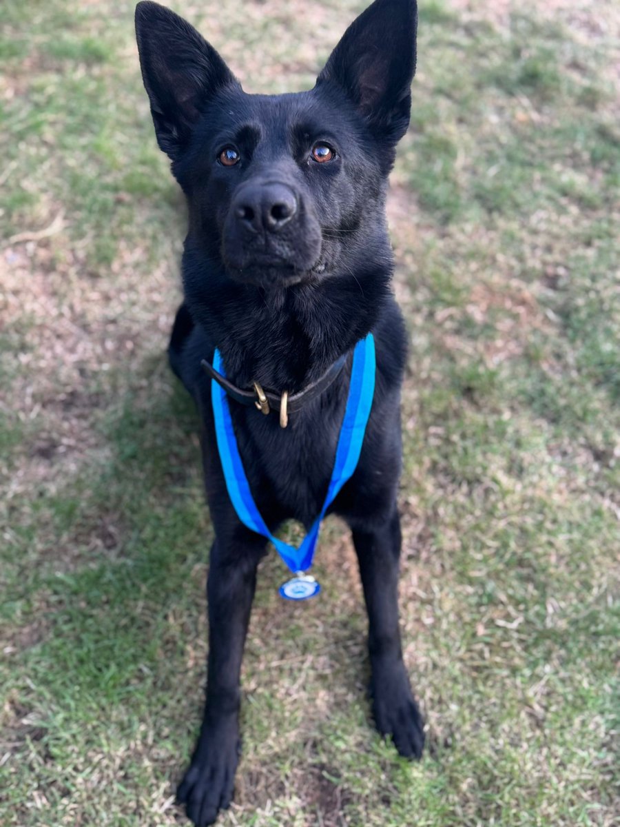 Staffs Dogs & ARV tweet media