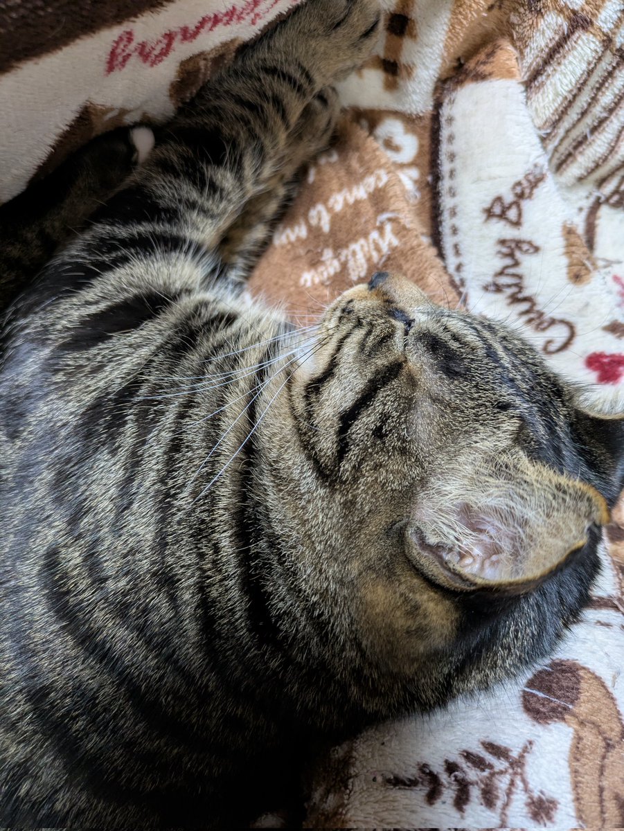 ネコママ (@eNbWRXnRWpo6nrN) / Posts / X