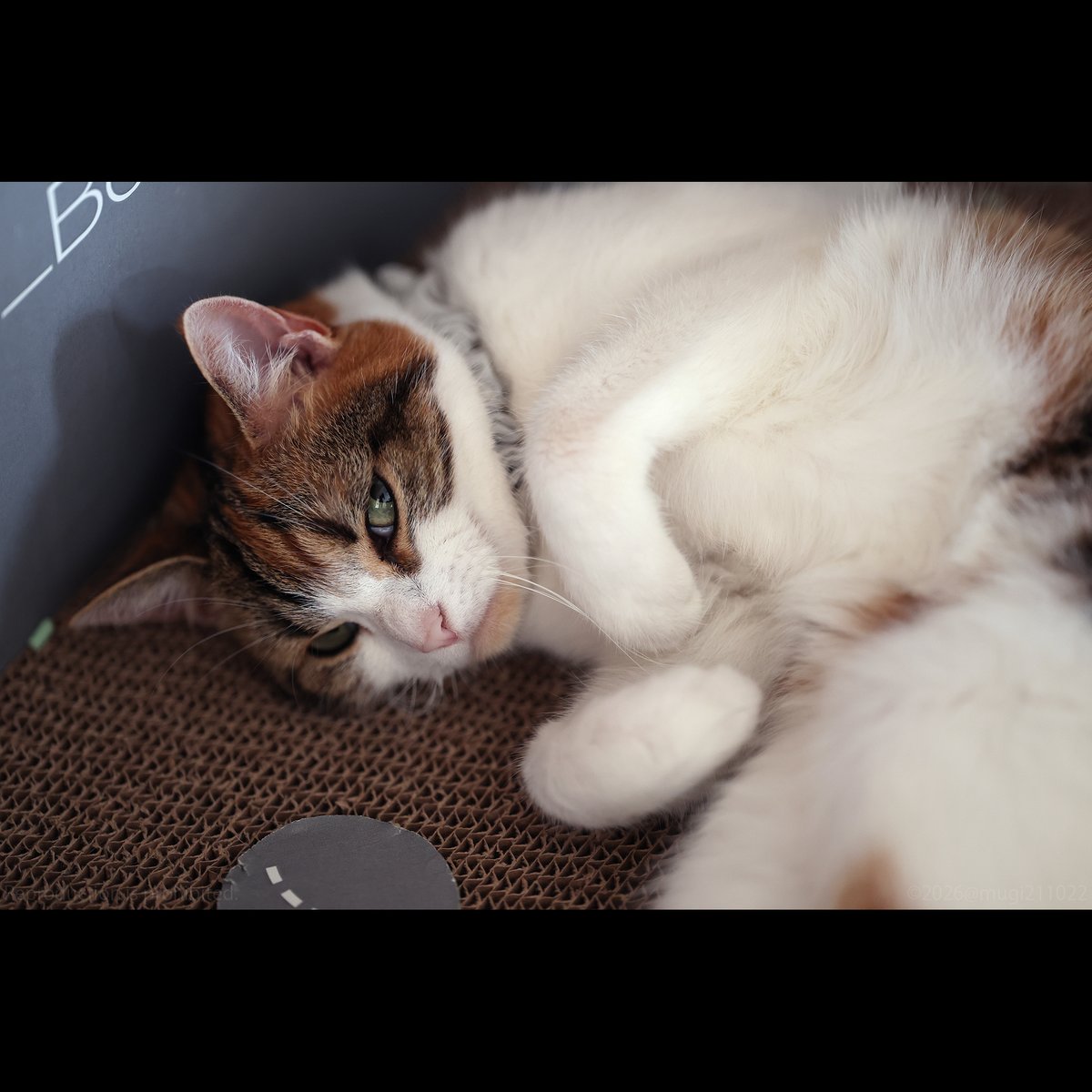 むぎの日常 (@mugi211022) / Posts / X