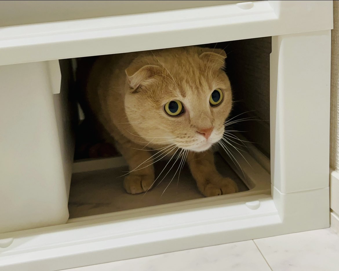 まりもちゃん！と🧌 (@marimo2021915) / Posts and Replies / X