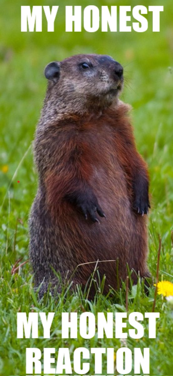 Groundhog Enjoyer tweet media