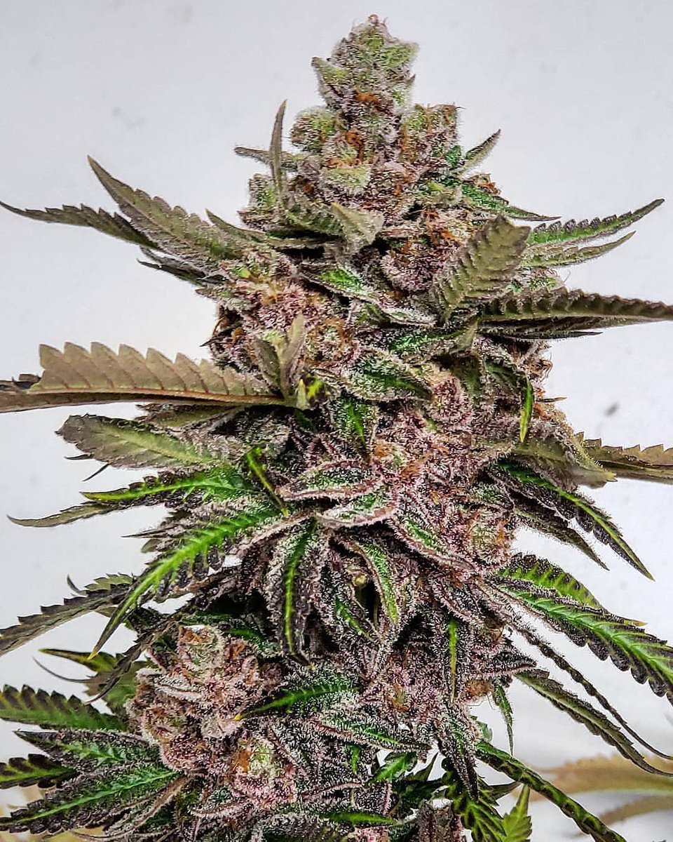 terpzfarm1's tweet photo. The #LemonBerry is incredible! Can't wait to get this one out there! https://t.co/X0u2Q19dXR