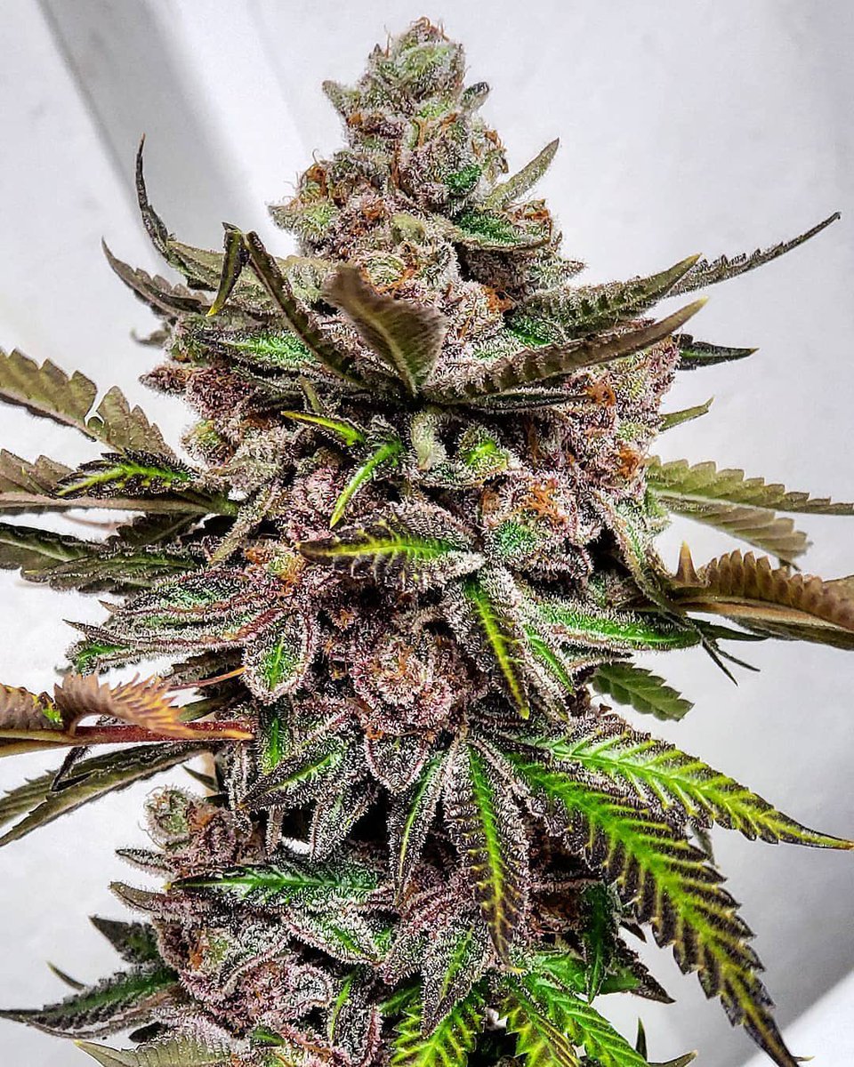 terpzfarm1's tweet photo. The #LemonBerry is incredible! Can't wait to get this one out there! https://t.co/X0u2Q19dXR