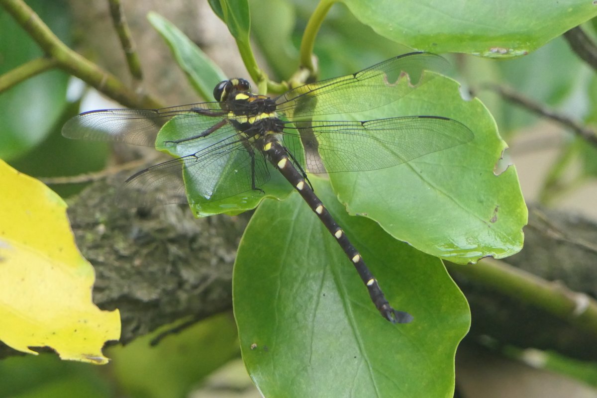 Adrian Deane 🇳🇿 tweet media