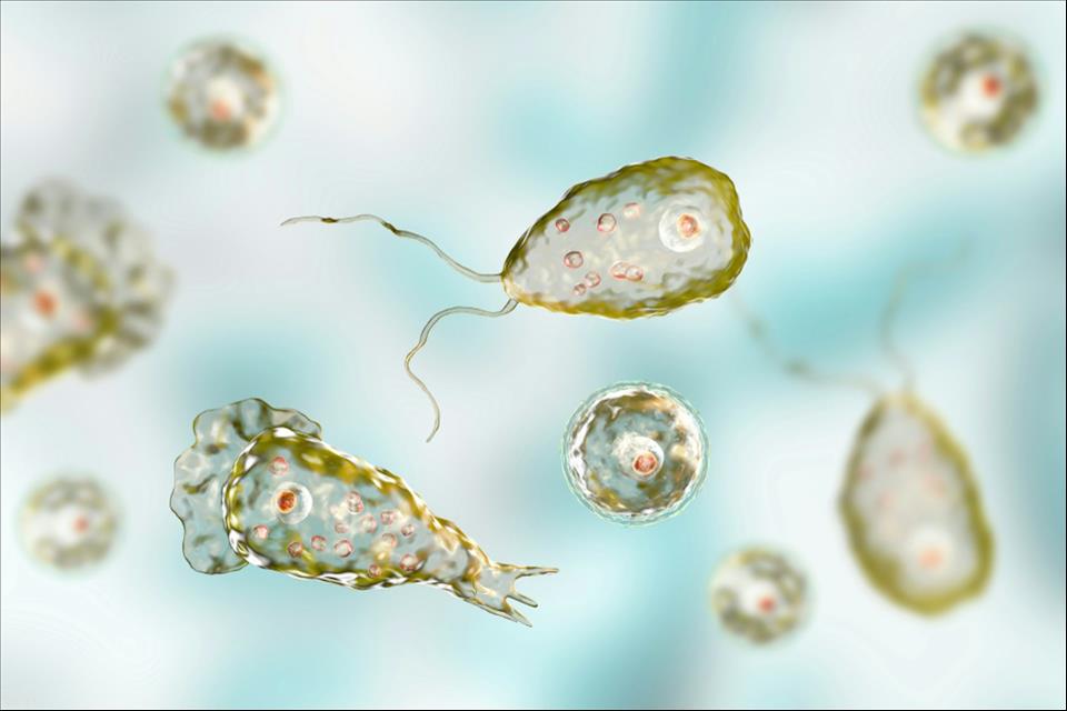 MENAFN's tweet image. Why Are Scientists Calling For Urgent Action On Amoebas? #Scientists #Calling #Urgent #Action #Amoebas? #Vaccines #Pills #Doctor #Hospital #Pandemic dlvr.it/TQkzJ2