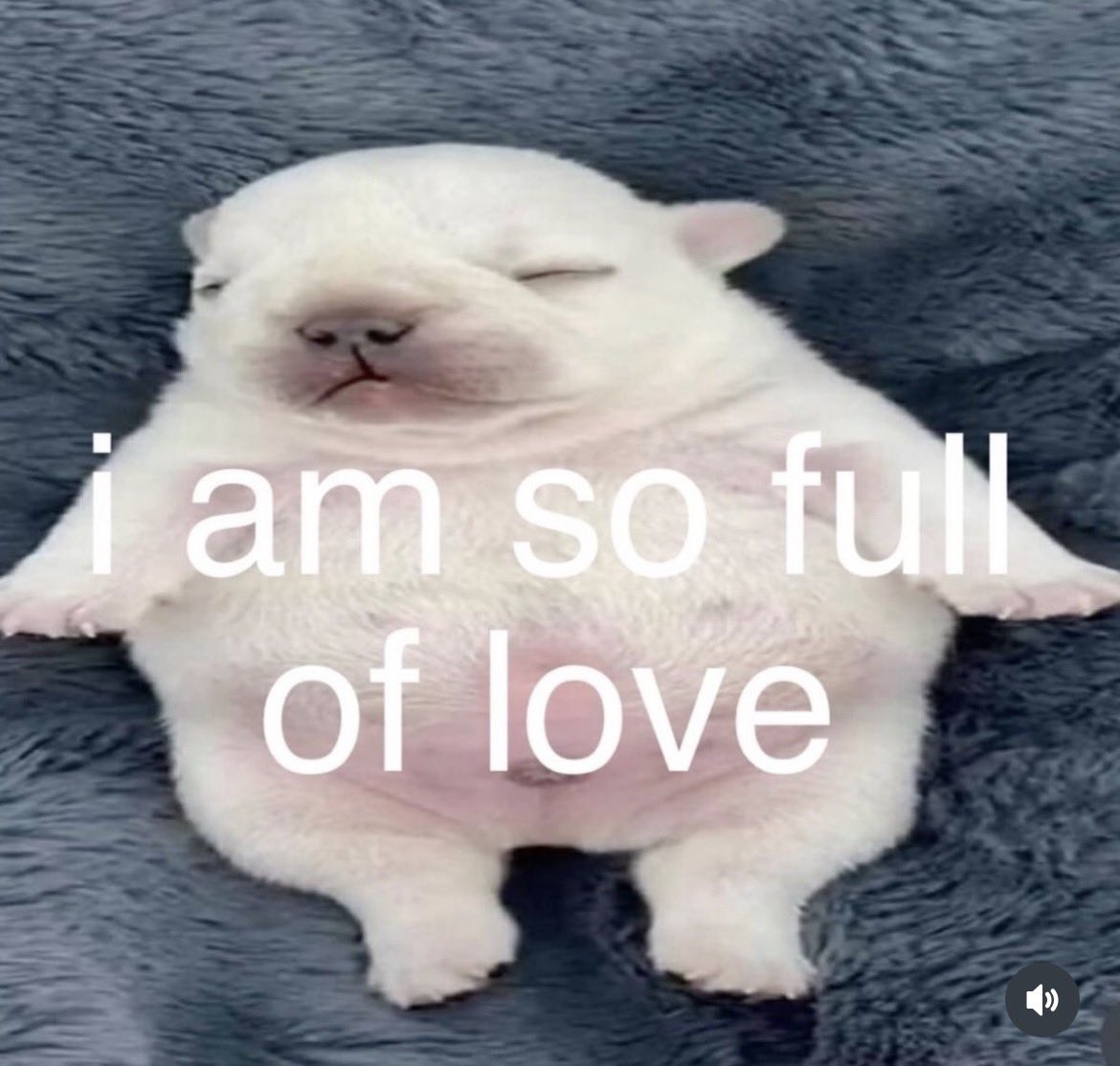 tu fais quoi petit chien ah il y a quelque chose d ecrit ah c est en anglais je peux pas lire bisous petit chien