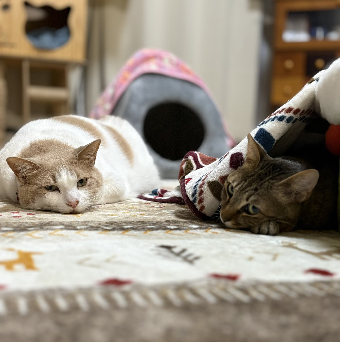 おはようございます☀️ 0℃／12℃ 今日も気温の変化に気を付けてまいり