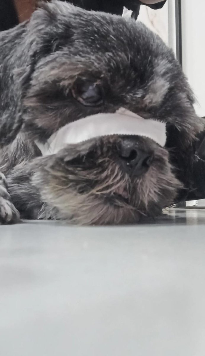 s_witchmoon's tweet image. Gente, preciso da ajuda e da atenção de vocês aqui. Esse é o meu Loki, ele infelizmente sofreu uma fratura na mandíbula e a cirurgia + remédios custam muito, mais do que eu consigo agora. Vocês podem me ajudar doando e/ou compartilhando? 
Obrigada. 
vakinha.com.br/5931974