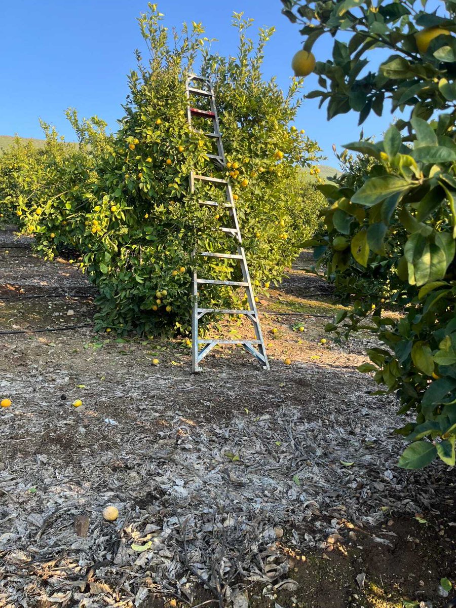 United Farm Workers tweet media