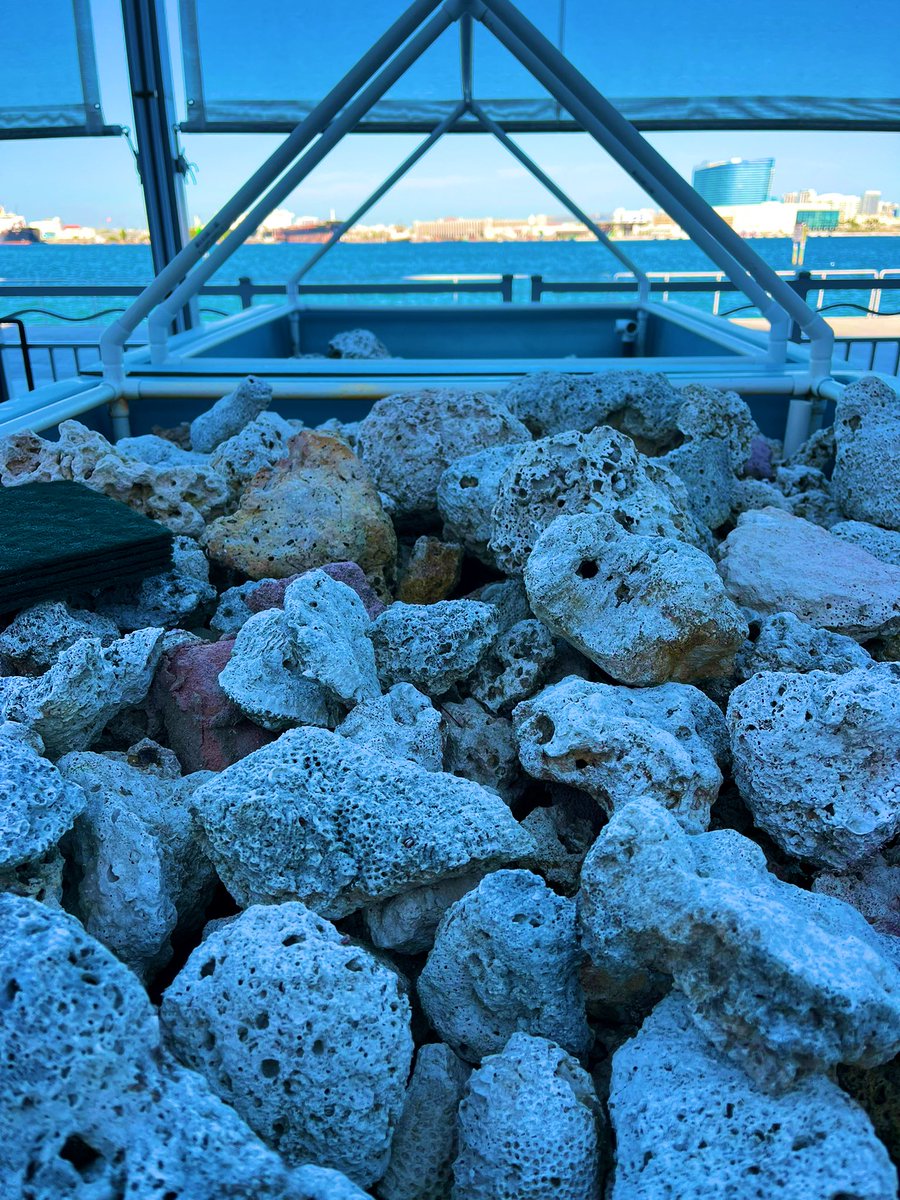 GA College Counseling tweet media