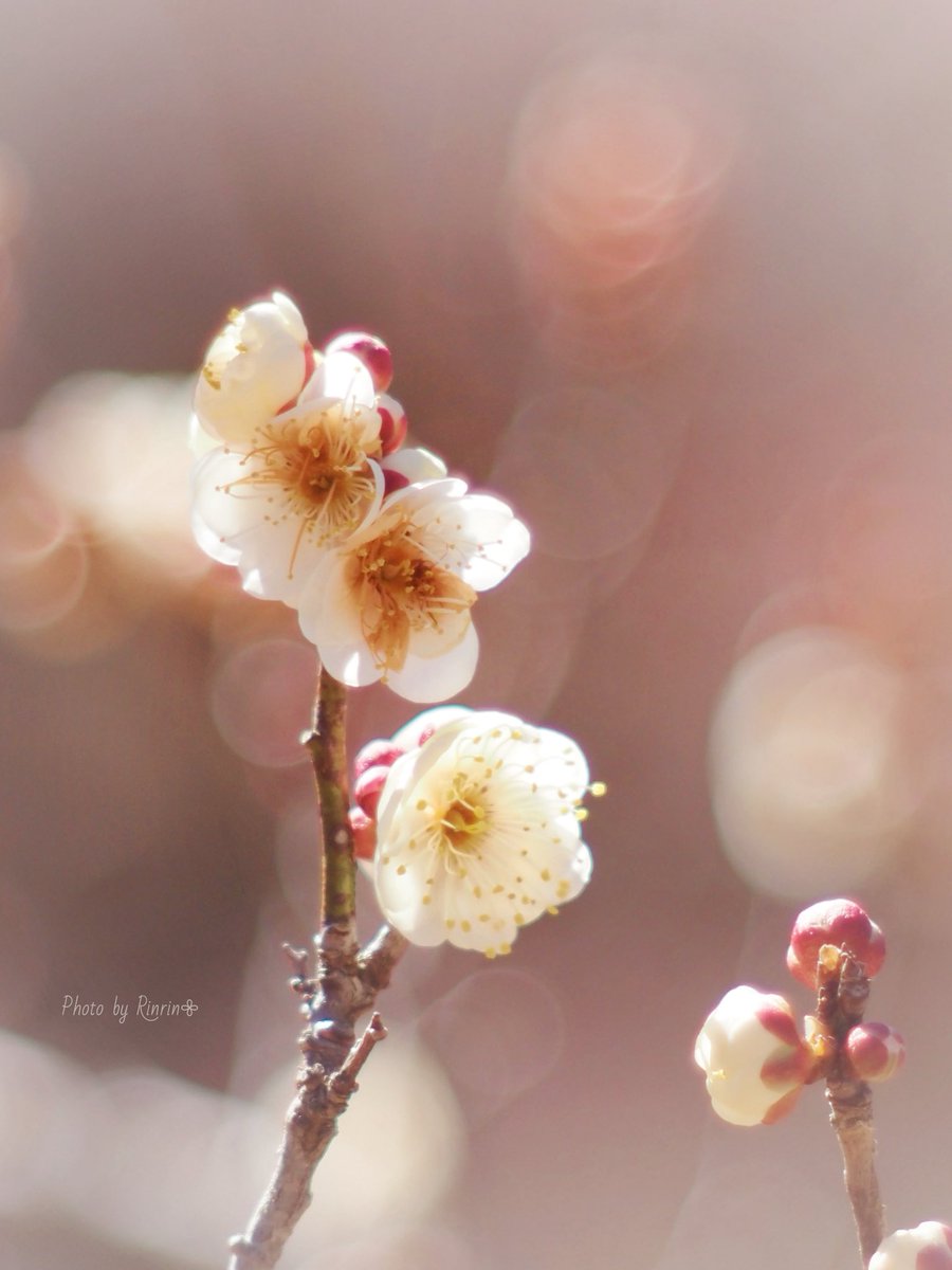 kazumi (@zf1118kazumi) / Posts / X