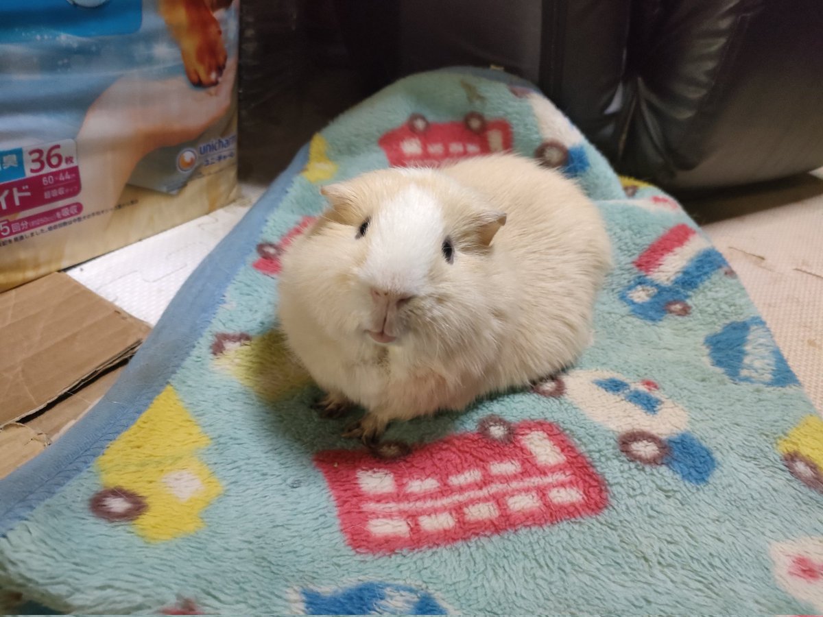 sumidagawa25739's tweet image. 飼い主よ、明るくしても残業だぞ働け
#モルモット　#guineapig　#残業