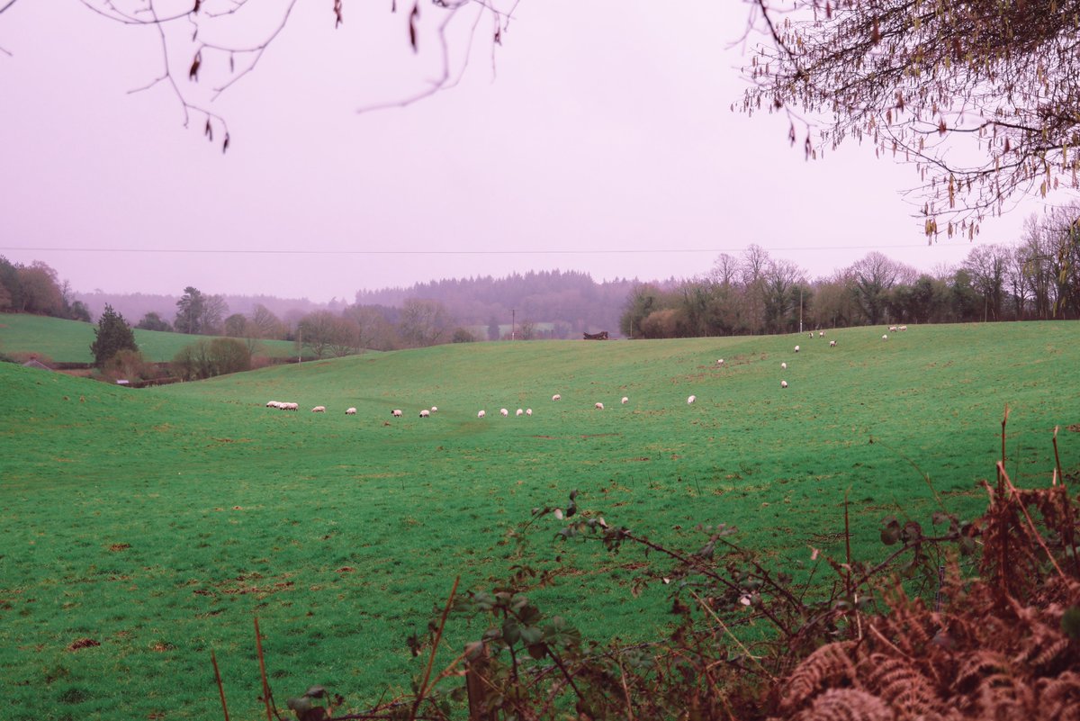 systole_'s tweet image. Winter is about losing yourself in the misty hills