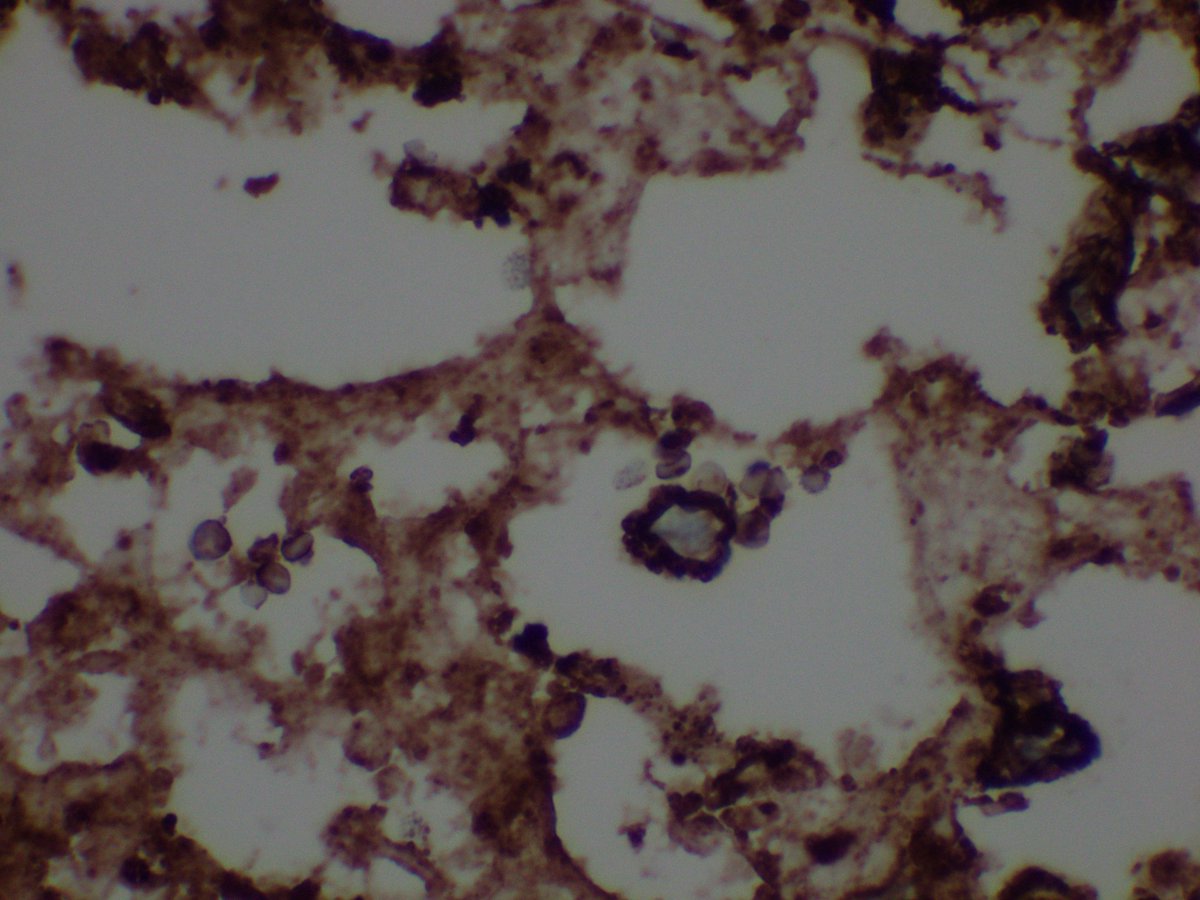 Reza Eshraghi tweet media