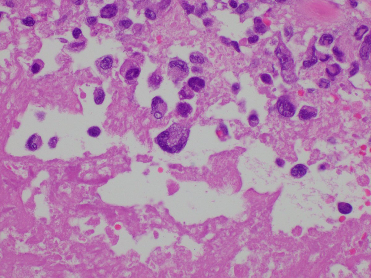 Reza Eshraghi tweet media