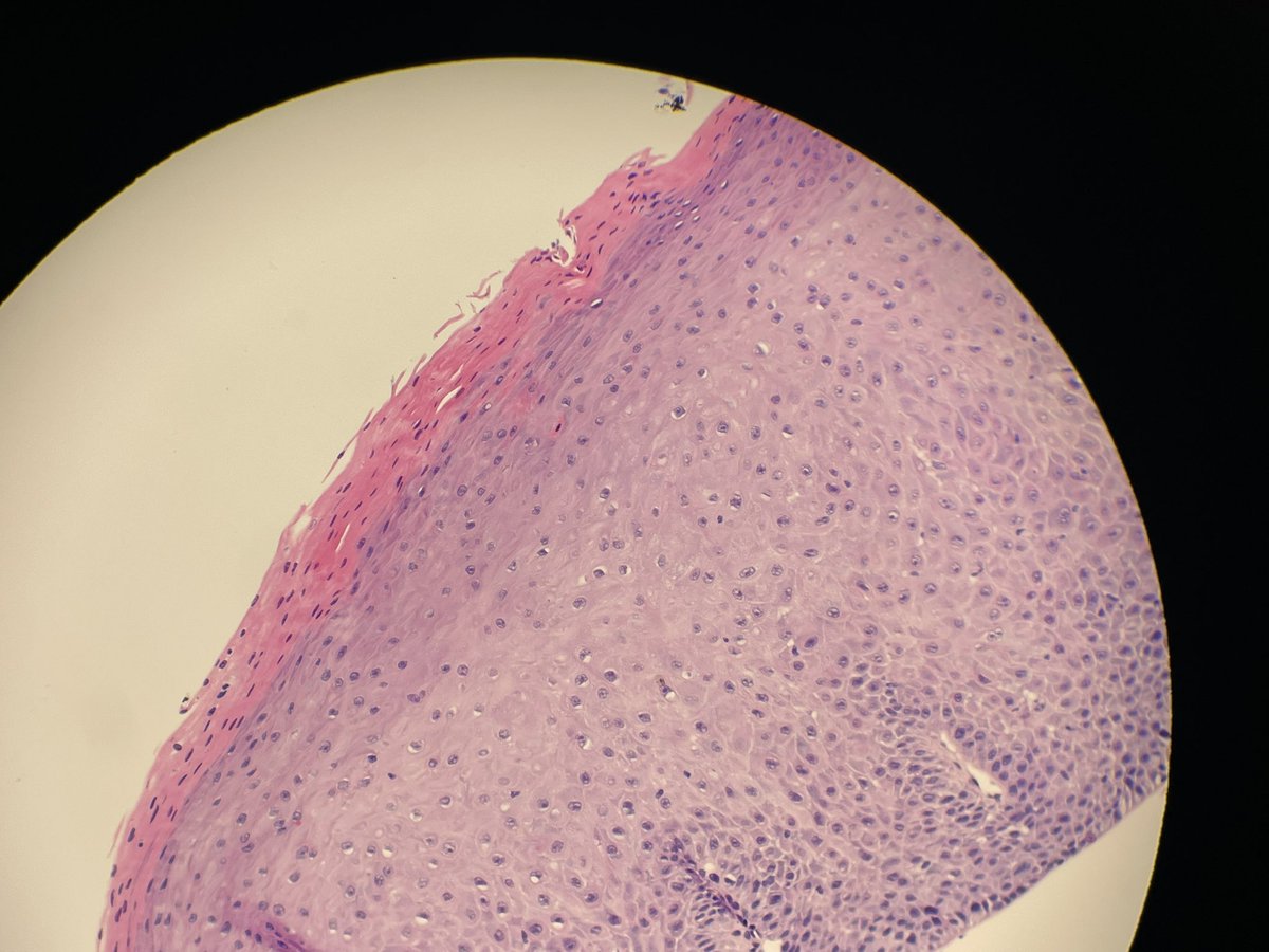 somayeh boshagh tweet media