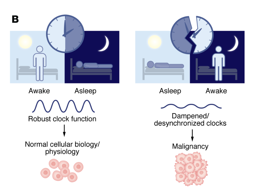 Our circadian clock and cancer chronotherapy, a terrific <a href="/jclinicalinvest/">Journal of Clinical Investigation</a>  new review by Prof <a href="/KatjaLamia/">Katja Lamia (she/her)</a> and my colleagues <a href="/scrippsresearch/">Scripps Research</a>, open-access, related to below!
jci.org/articles/view/…