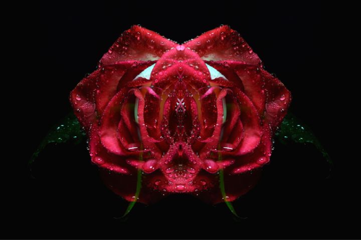MTabilis's tweet photo. Art of the Day! "Hybrid Rose Orchid". Buy at: https://t.co/e6FNCtfPXT https://t.co/4aTszAFRb7