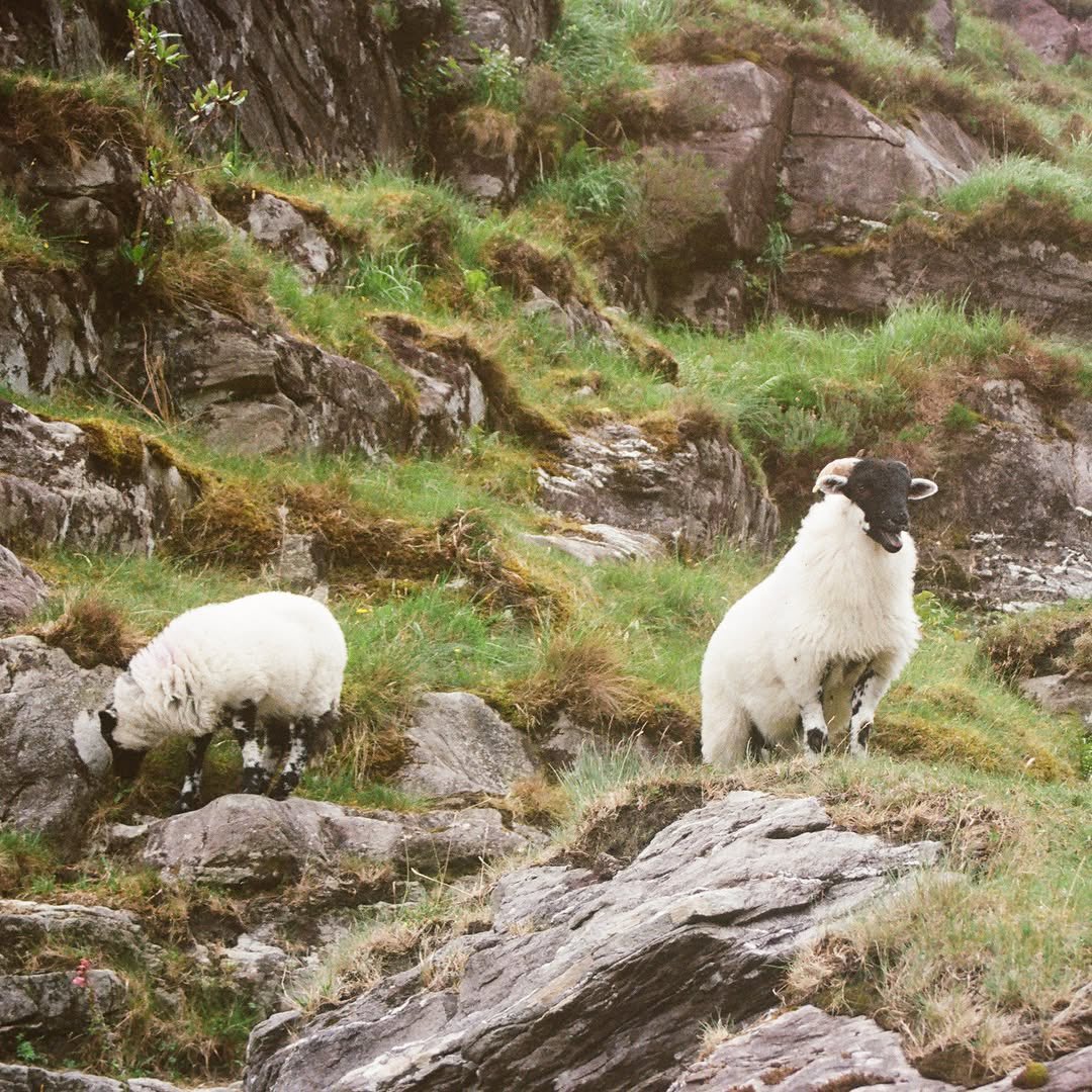 DistortedFilms tweet media