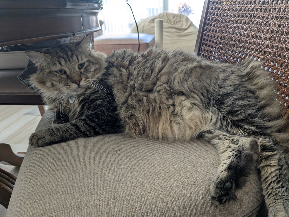 If you're feeling stressed here's a pic of my cat Toby