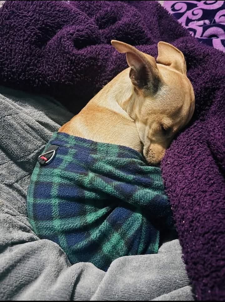 El mejor perro que se ha parido: