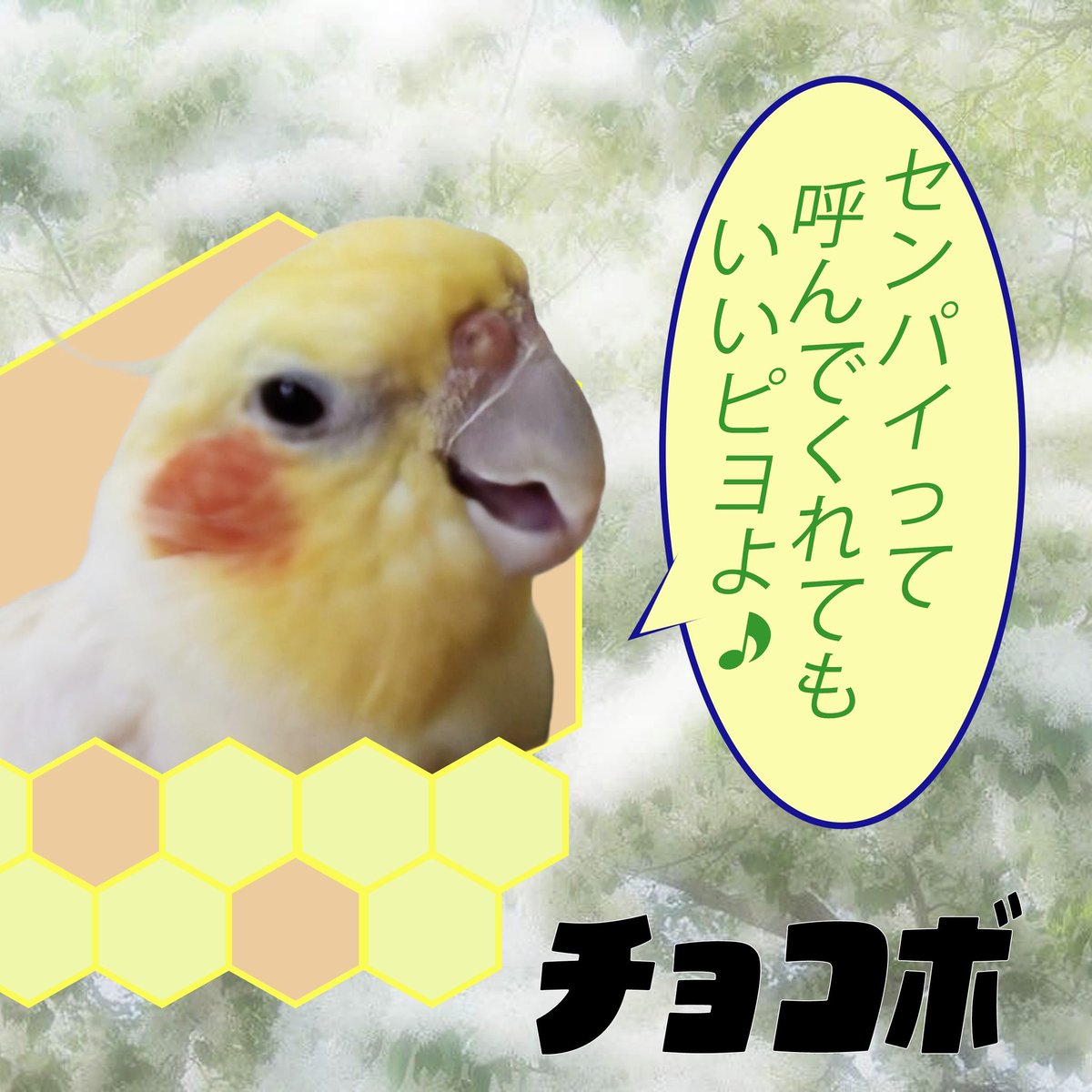 ぱんだ母さん@みつばち製品のお店アルビレオ (@pandamama3104) / Posts / X