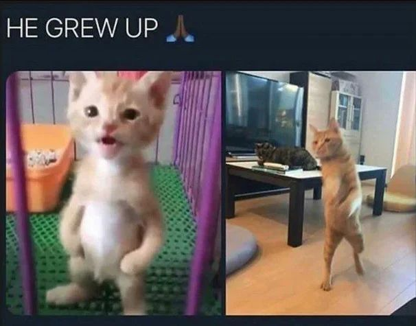 PunchingCat's tweet photo. https://t.co/vKabQJWNfs