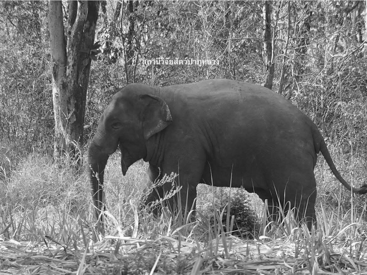 ช้างป่า "สีดอหูพับ" เสียชีวิตระหว่างเคลื่อนย้ายจาก จ.ขอนแก่น ไปยังโครงการฟื้นฟูอาหารช้างป่าภูหลวง จ.เลย (ตามคำสั่งศาลปกครอง) เดินทางได้ 15 นาที ช้างเกิดอาการชักกะทันหัน  สัตวแพทย์พยายามช่วยเหลืออย่างเต็มที่ แต่ไม่สำเร็จ เบื้องต้นคาดเกิดจากหัวใจล้มเหลว รอผลชันสูตรยืนยัน
#RIP