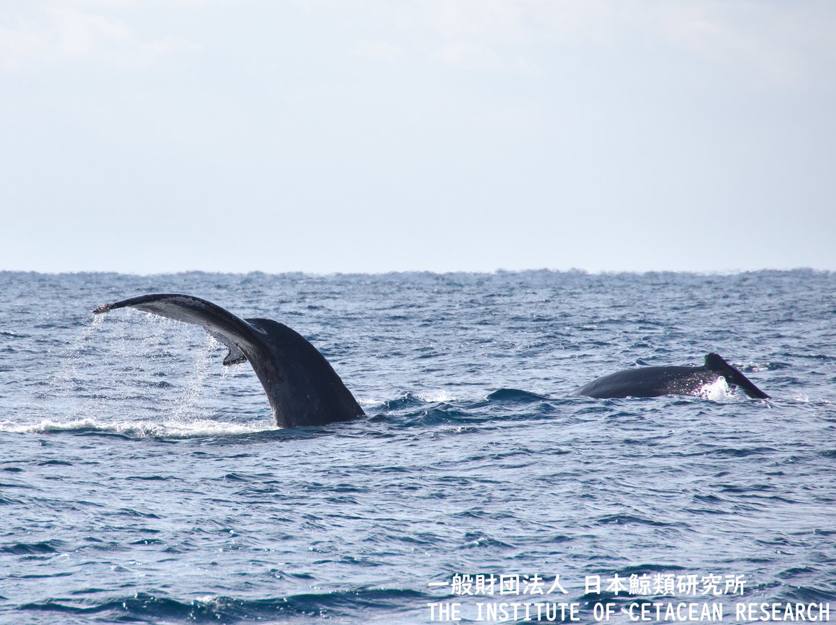 八丈島クジラ目撃情報🐳】 2月3日の日本鯨類研究所調査チームからの