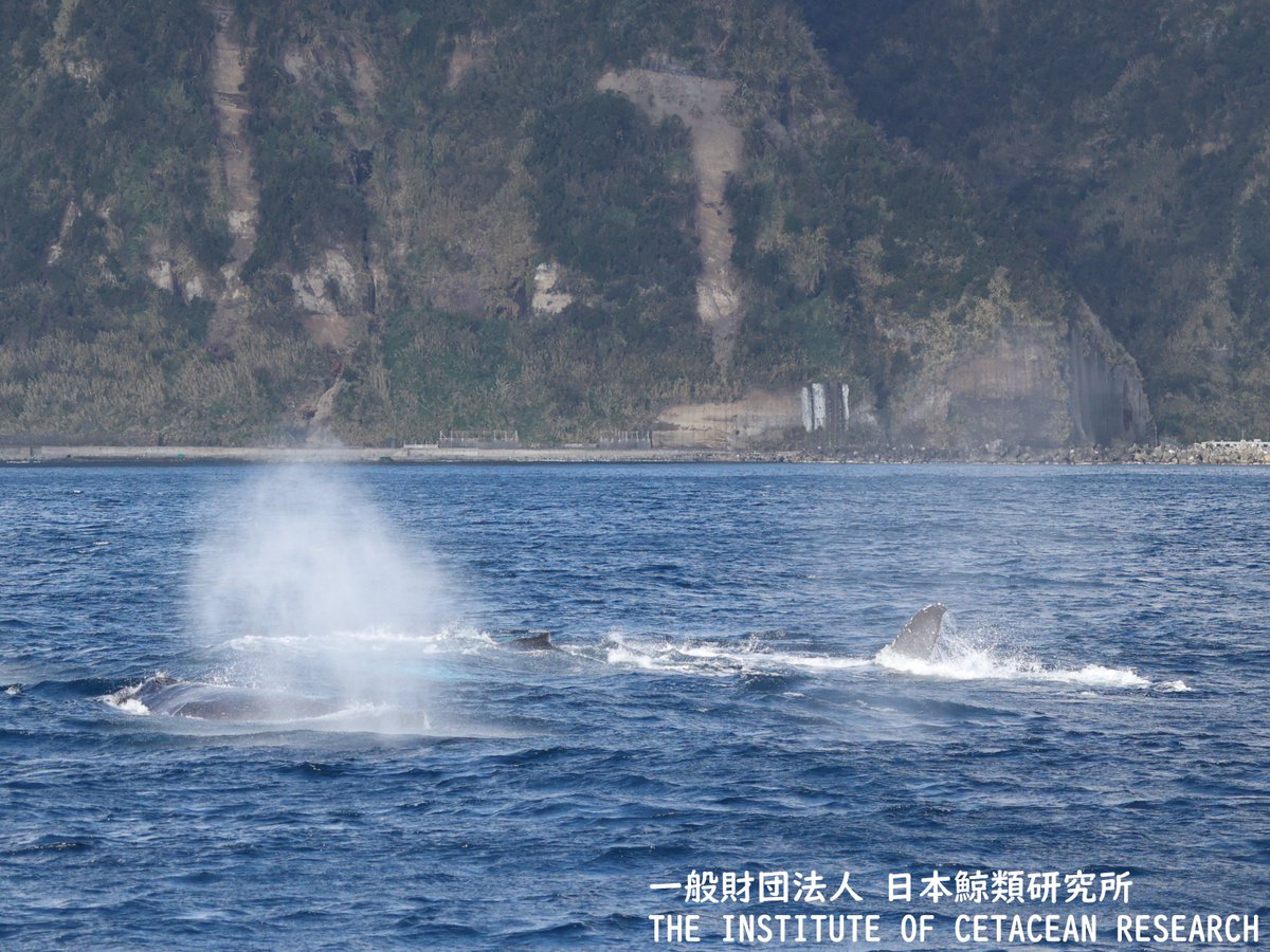 八丈島クジラ目撃情報🐳】 2月3日の日本鯨類研究所調査チームからの
