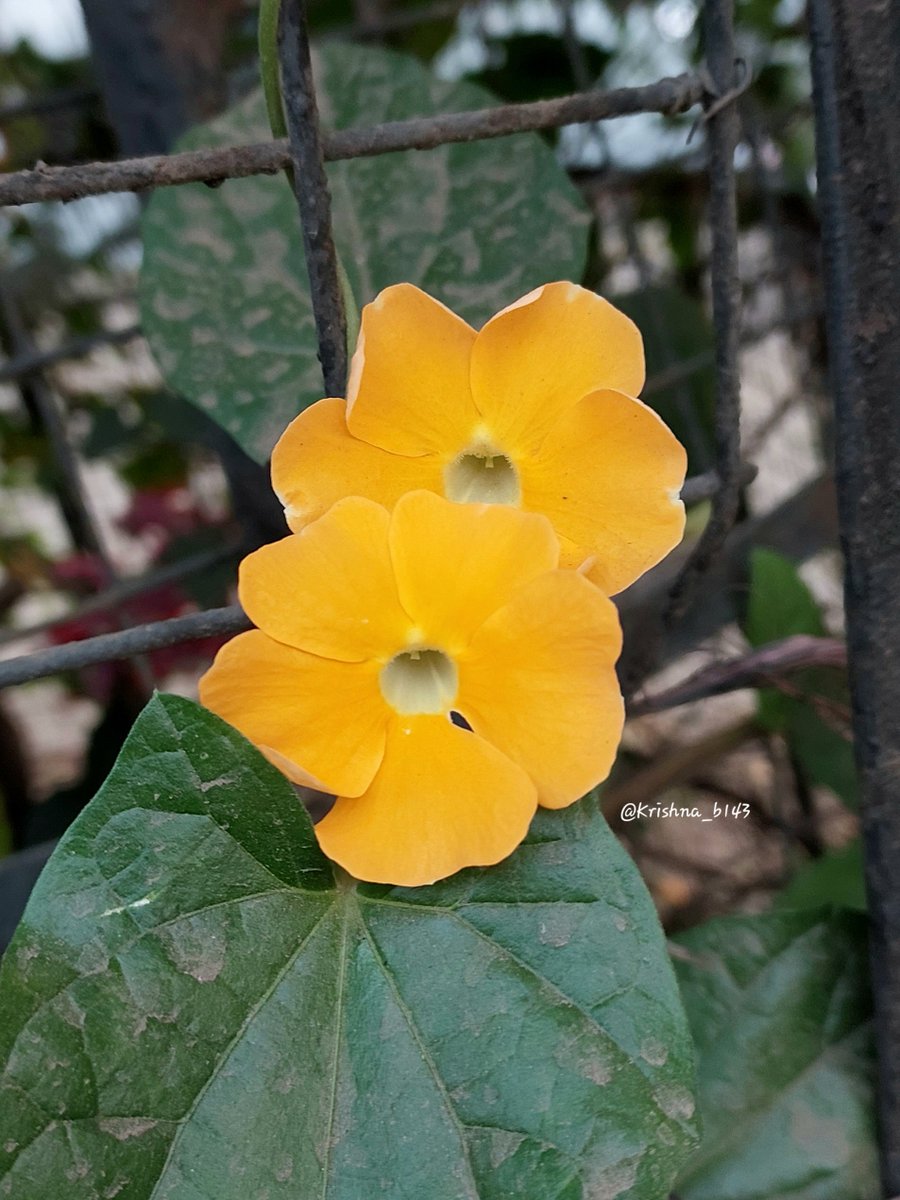 कृष्णा भागडे 🇮🇳 Krishna Bhagade tweet media