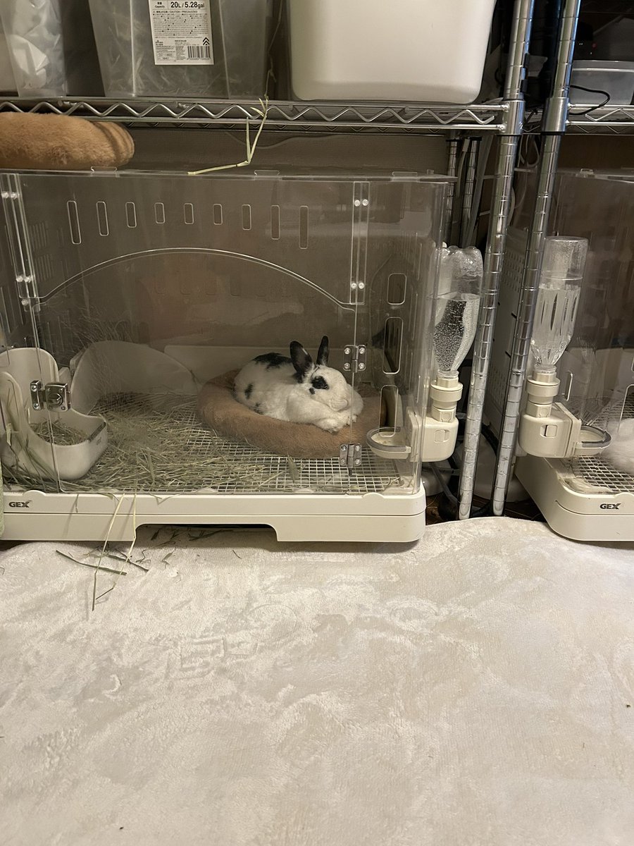 うさちゃん元気