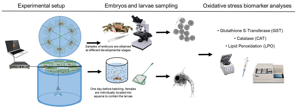 Bio-protocol tweet media