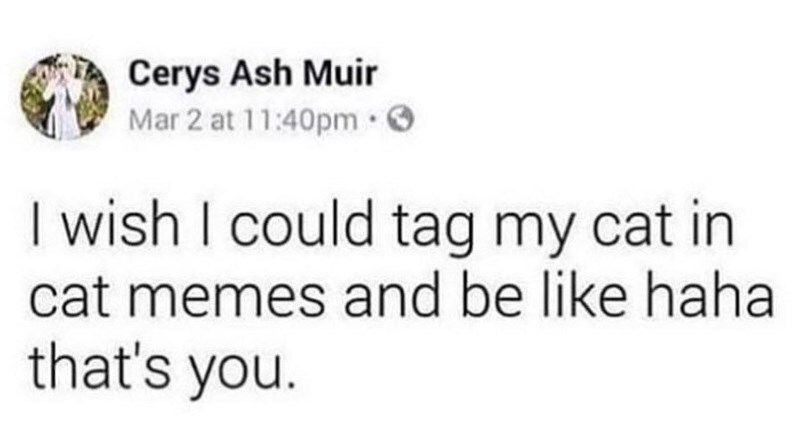 Cat TikToks (@cattiktoks) on Twitter photo 