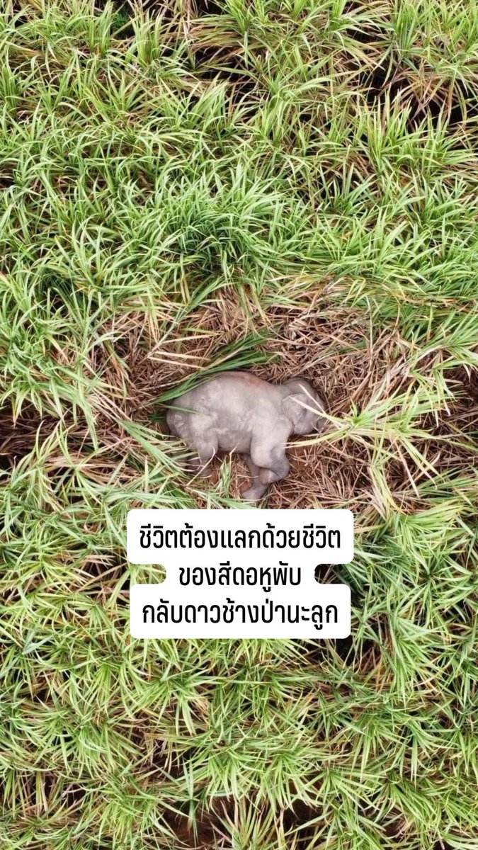 ในจักรวาลช้างป่า เราเคยเห็นและหลงรักภาพน่ารัก ๆ ของเจ้าช้างสีตัว งาจิ๋ว คุถัง สีดอน้อย และหูพับ
รวมถึงภาพนี้จากเพจ   ลุงเกรียง หมีแบกกล้อง

ภาพที่ทำให้เราเชื่อว่าธรรมชาติยังมีมุมอ่อนโยนเหลืออยู่ ช้างป่ารุ่นเล็กที่เล่นซนตามประสา 

สีดอหูพับ คือหนึ่งในนั้น