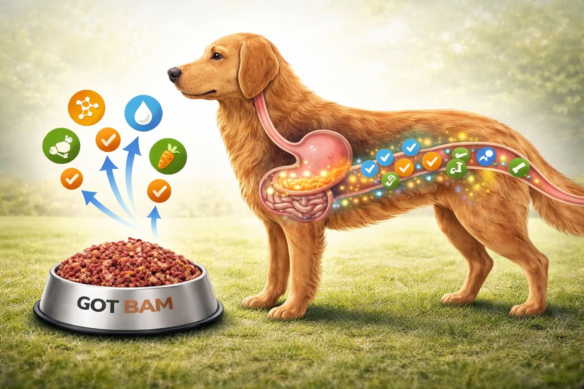 GOTBAMRAW's tweet image. It’s not what’s listed on the label —
it’s what your dog’s body can actually use.
Real nutrients are more bioavailable by nature.

#GotBAM #DogGutHealth #FloridaDogs #FeedClean #DogWellness