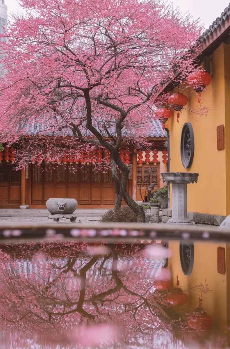 zhouyan20009's tweet photo. 浙江 湖州 铁佛寺 古树红梅

江南无所有，
聊赠一枝春。

      ——  南北朝•陆凯 《赠范晔》 https://t.co/9924sW9QdM