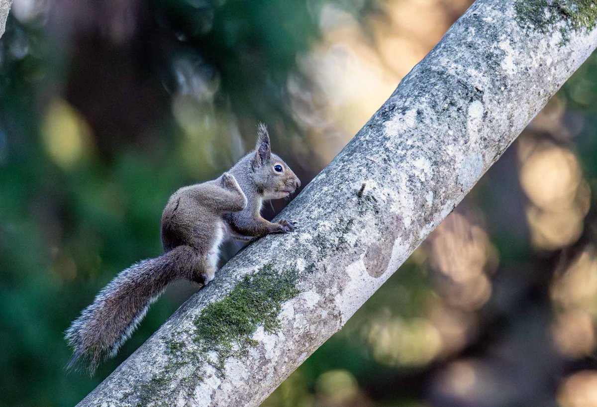 ここでカリカリ
移動中でも痒みはがまんできない？毛づくろいとは違うようです
＃ニホンリス　＃痒い