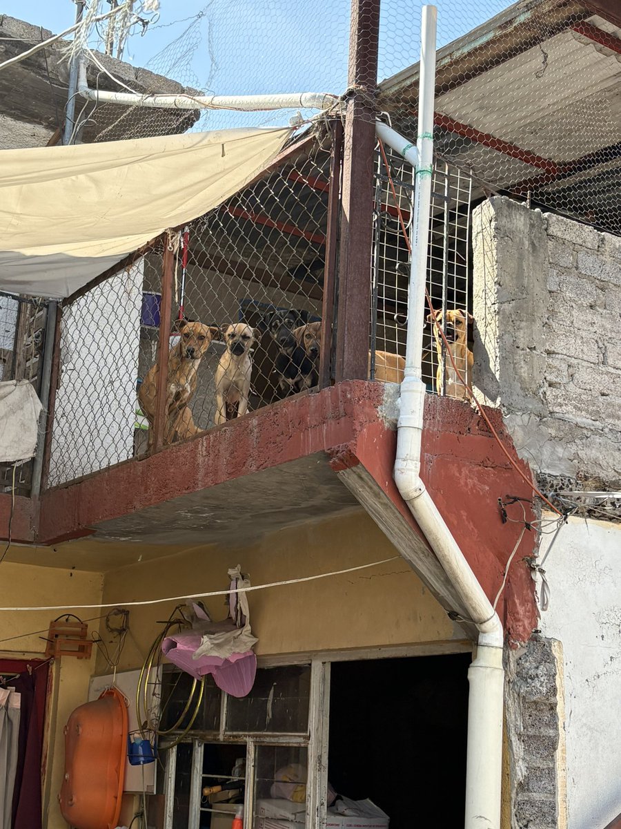 Estos algunos de nuestros perritos que buscan hogar. Tu repost nos ayuda mucho 💙🐾🐈‍⬛🐕‍🦺. CDMX <a href="/guerashome/">Imatis Burton</a> <a href="/MascotaCoyoacan/">Mascotas Coyoacán 🐾</a> <a href="/MascotasSismo/">Mascotas Sismo</a> <a href="/RescateAnimal/">Rescate Animal</a> <a href="/AdoptaCDMX/">AdoptaCDMX</a> <a href="/Animales_CDMX/">AnimalesCDMX</a> <a href="/VozAlzando/">Alzando la Voz por Ellos</a>