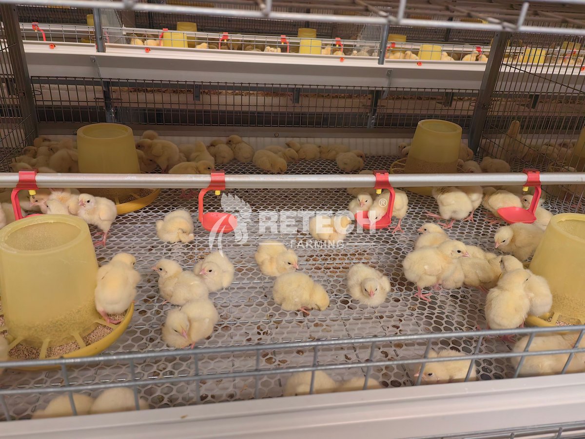 retechfarming's tweet image. 🇦🇪 UAE Broiler Project Success! 🐔🌟
Our client, a respected agricultural PhD, launched their 𝐟𝐢𝐫𝐬𝐭 𝐜𝐚𝐠𝐞-𝐫𝐚𝐢𝐬𝐢𝐧𝐠 𝐩𝐫𝐨𝐣𝐞𝐜𝐭 with RETECH:

* 𝟐 𝐬𝐭𝐞𝐞𝐥-𝐬𝐭𝐫𝐮𝐜𝐭𝐮𝐫𝐞 𝐡𝐨𝐮𝐬𝐞𝐬 
* 𝟑𝟎,𝟎𝟎𝟎 𝐛𝐫𝐨𝐢𝐥𝐞𝐫𝐬 𝐩𝐞𝐫 𝐡𝐨𝐮𝐬𝐞 

#RETECHFarming