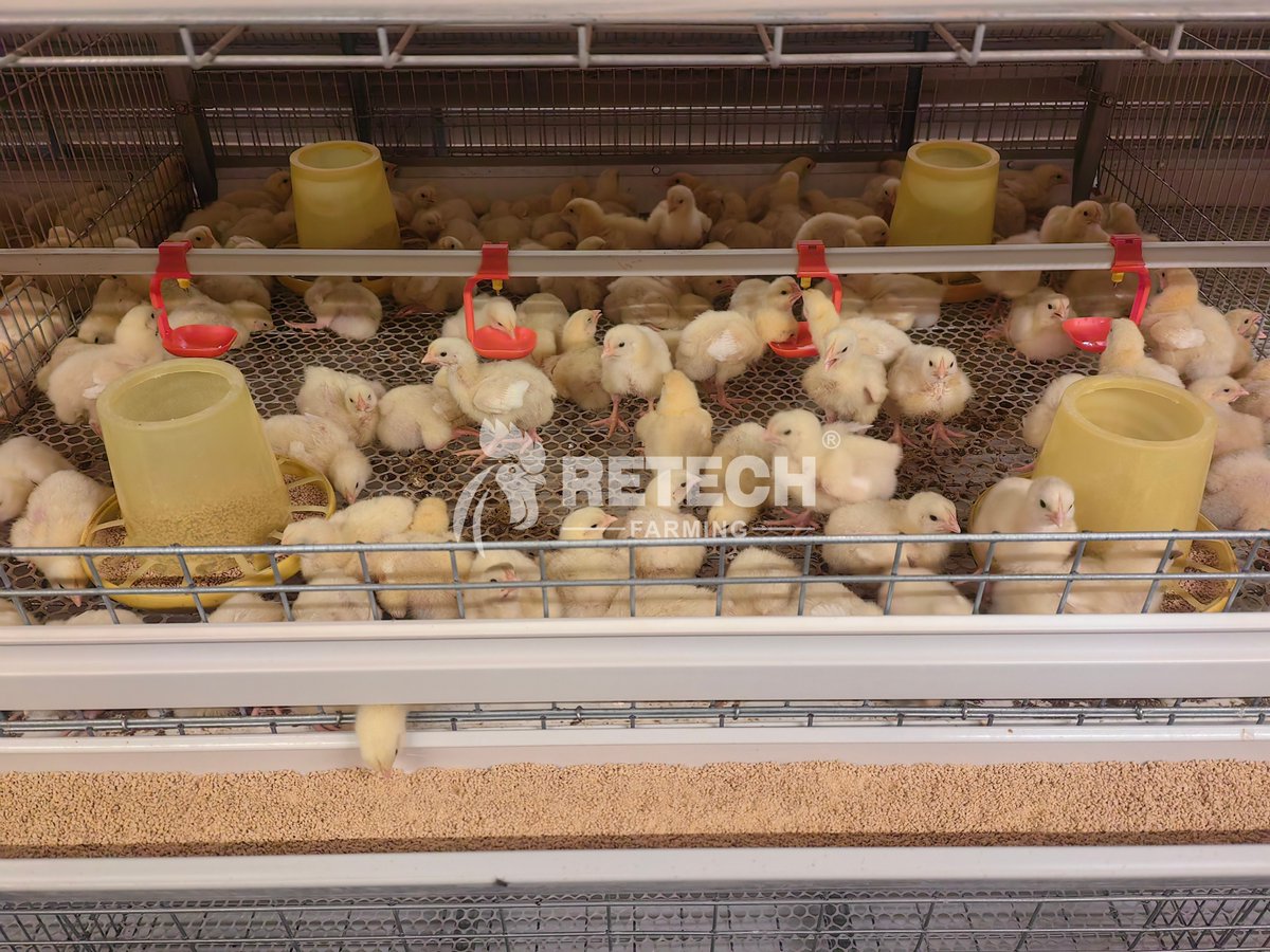 retechfarming's tweet image. 🇦🇪 UAE Broiler Project Success! 🐔🌟
Our client, a respected agricultural PhD, launched their 𝐟𝐢𝐫𝐬𝐭 𝐜𝐚𝐠𝐞-𝐫𝐚𝐢𝐬𝐢𝐧𝐠 𝐩𝐫𝐨𝐣𝐞𝐜𝐭 with RETECH:

* 𝟐 𝐬𝐭𝐞𝐞𝐥-𝐬𝐭𝐫𝐮𝐜𝐭𝐮𝐫𝐞 𝐡𝐨𝐮𝐬𝐞𝐬 
* 𝟑𝟎,𝟎𝟎𝟎 𝐛𝐫𝐨𝐢𝐥𝐞𝐫𝐬 𝐩𝐞𝐫 𝐡𝐨𝐮𝐬𝐞 

#RETECHFarming