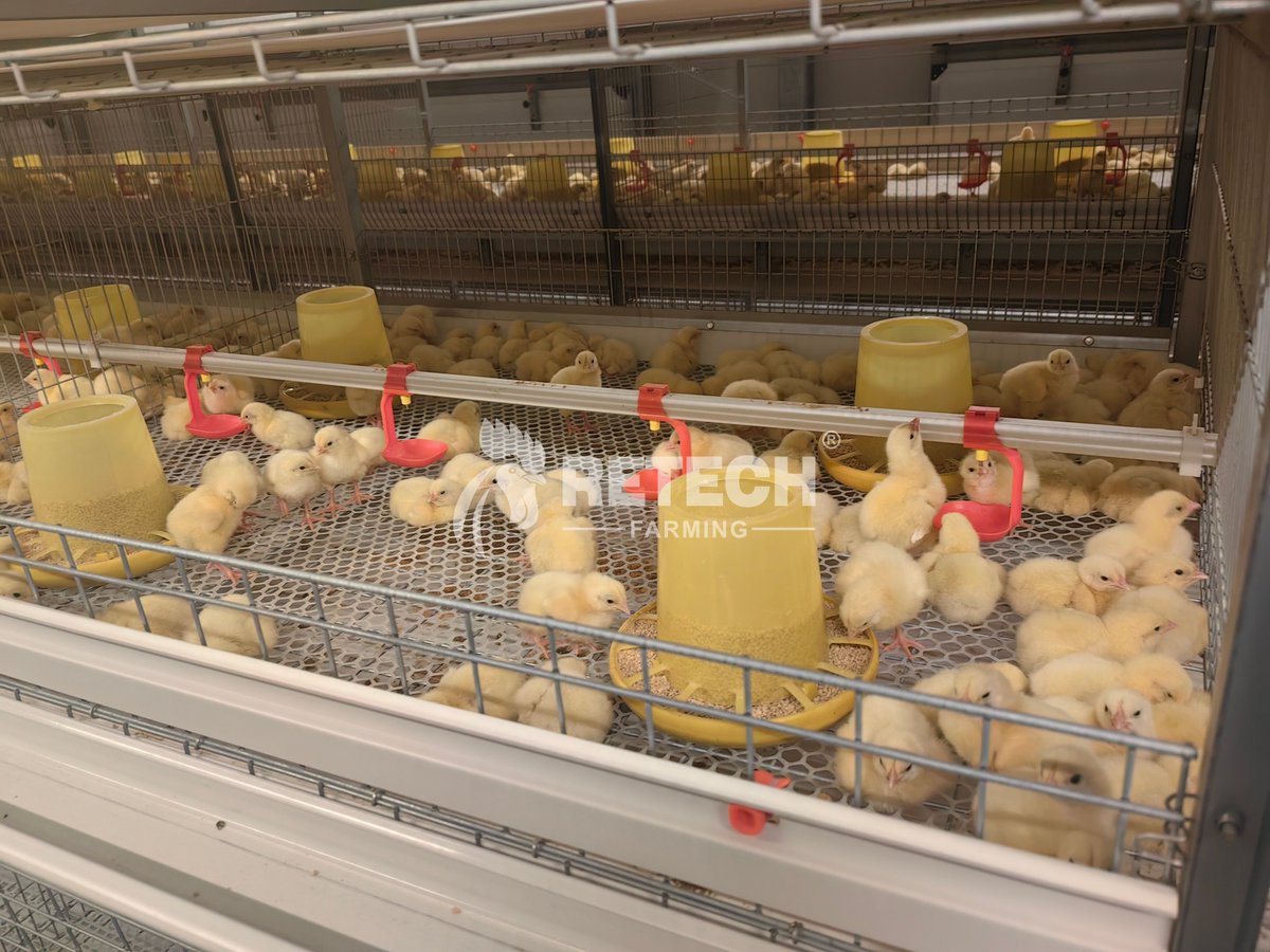 retechfarming's tweet image. 🇦🇪 UAE Broiler Project Success! 🐔🌟
Our client, a respected agricultural PhD, launched their 𝐟𝐢𝐫𝐬𝐭 𝐜𝐚𝐠𝐞-𝐫𝐚𝐢𝐬𝐢𝐧𝐠 𝐩𝐫𝐨𝐣𝐞𝐜𝐭 with RETECH:

* 𝟐 𝐬𝐭𝐞𝐞𝐥-𝐬𝐭𝐫𝐮𝐜𝐭𝐮𝐫𝐞 𝐡𝐨𝐮𝐬𝐞𝐬 
* 𝟑𝟎,𝟎𝟎𝟎 𝐛𝐫𝐨𝐢𝐥𝐞𝐫𝐬 𝐩𝐞𝐫 𝐡𝐨𝐮𝐬𝐞 

#RETECHFarming