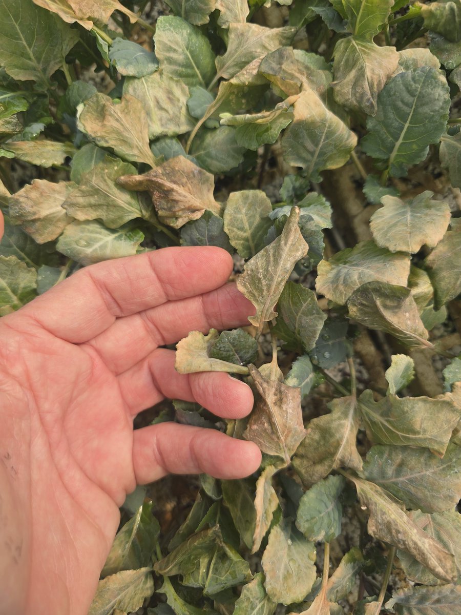 Tim Flanders tweet media