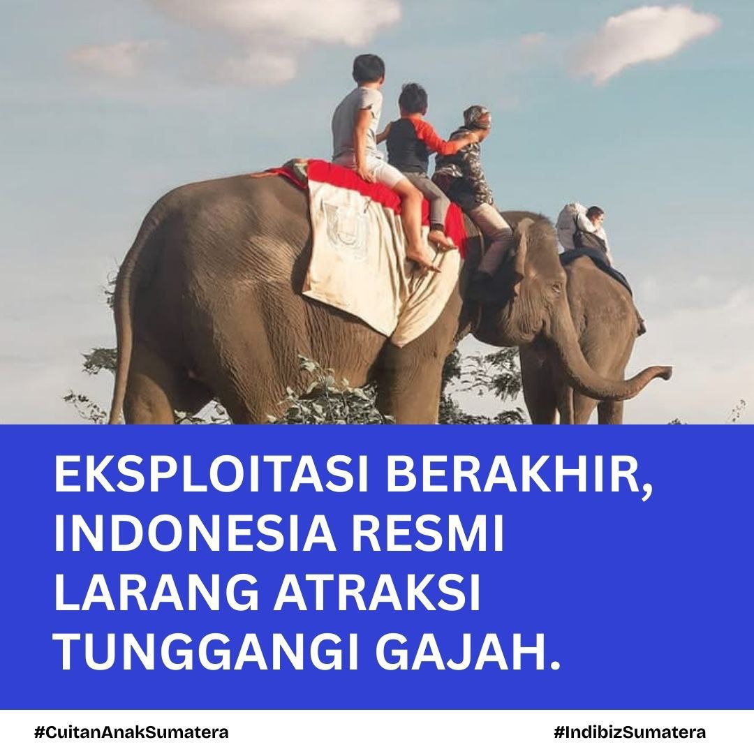 indibiz_sumatra's tweet photo. #KabarBaik Pemerintah Indonesia melalui Ditjen KSDAE resmi menghentikan praktik wisata menunggang gajah lewat Surat Edaran No. 6 Tahun 2025. Kebijakan ini diambil karena dampak fisik dan psikologis serius pada gajah.
#IndibizSumatera #SaveElephant https://t.co/6sEB0domcu