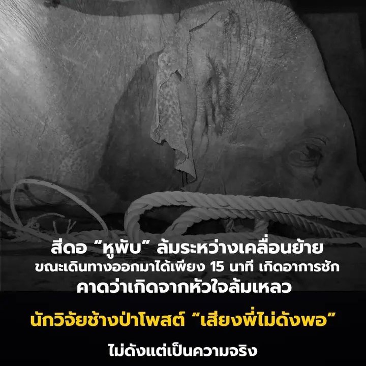 มึง พี่สีดอหูพับล้มลงแล้ว เสียชีวิตขณะเคลื่อนย้าย เกิดขาดภาวะหัวใจล้มเหลว ประเทศเราเสียช้างดีๆ ไปอีกตัวแล้ว เศร้าใจมากจริงๆ !!!!!!

#สีดอหูพับ